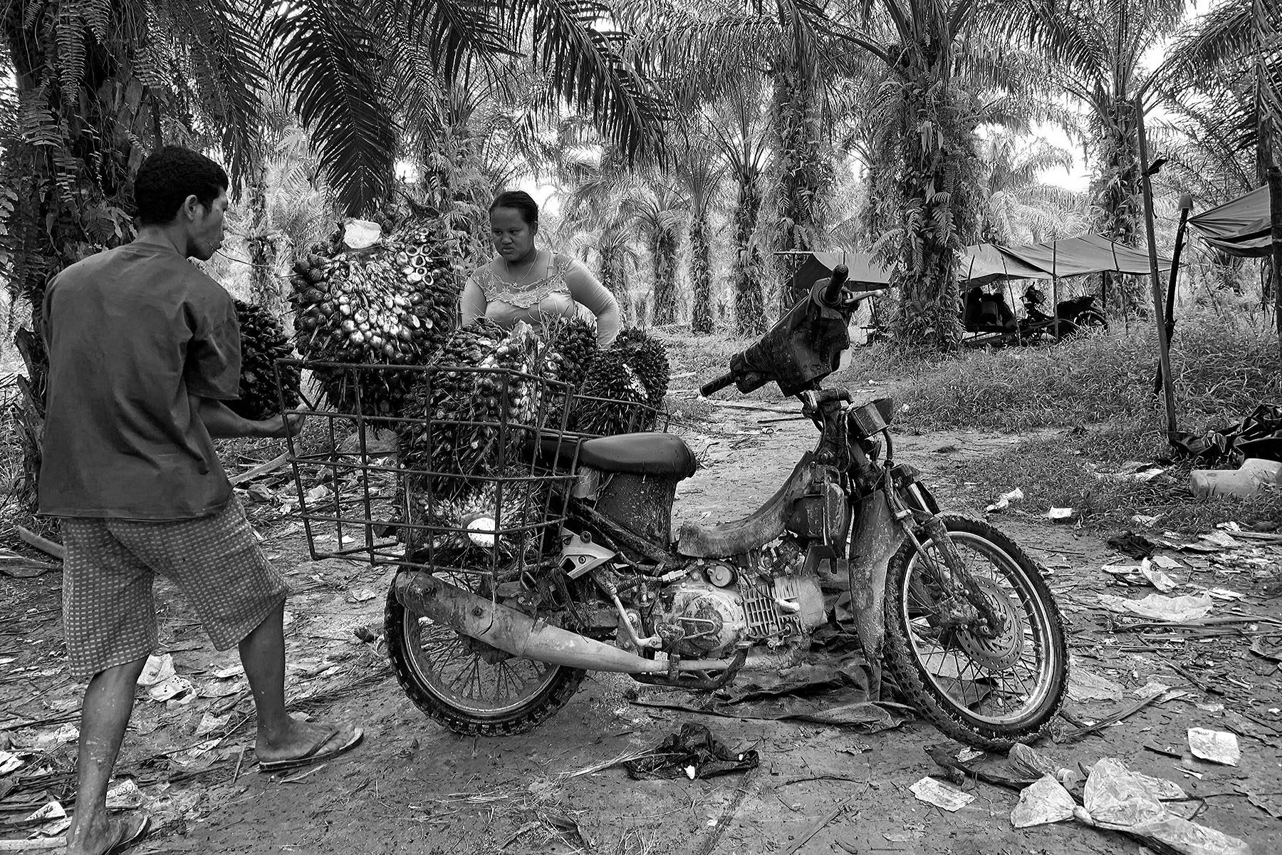 Orang Rimba Kelaparan