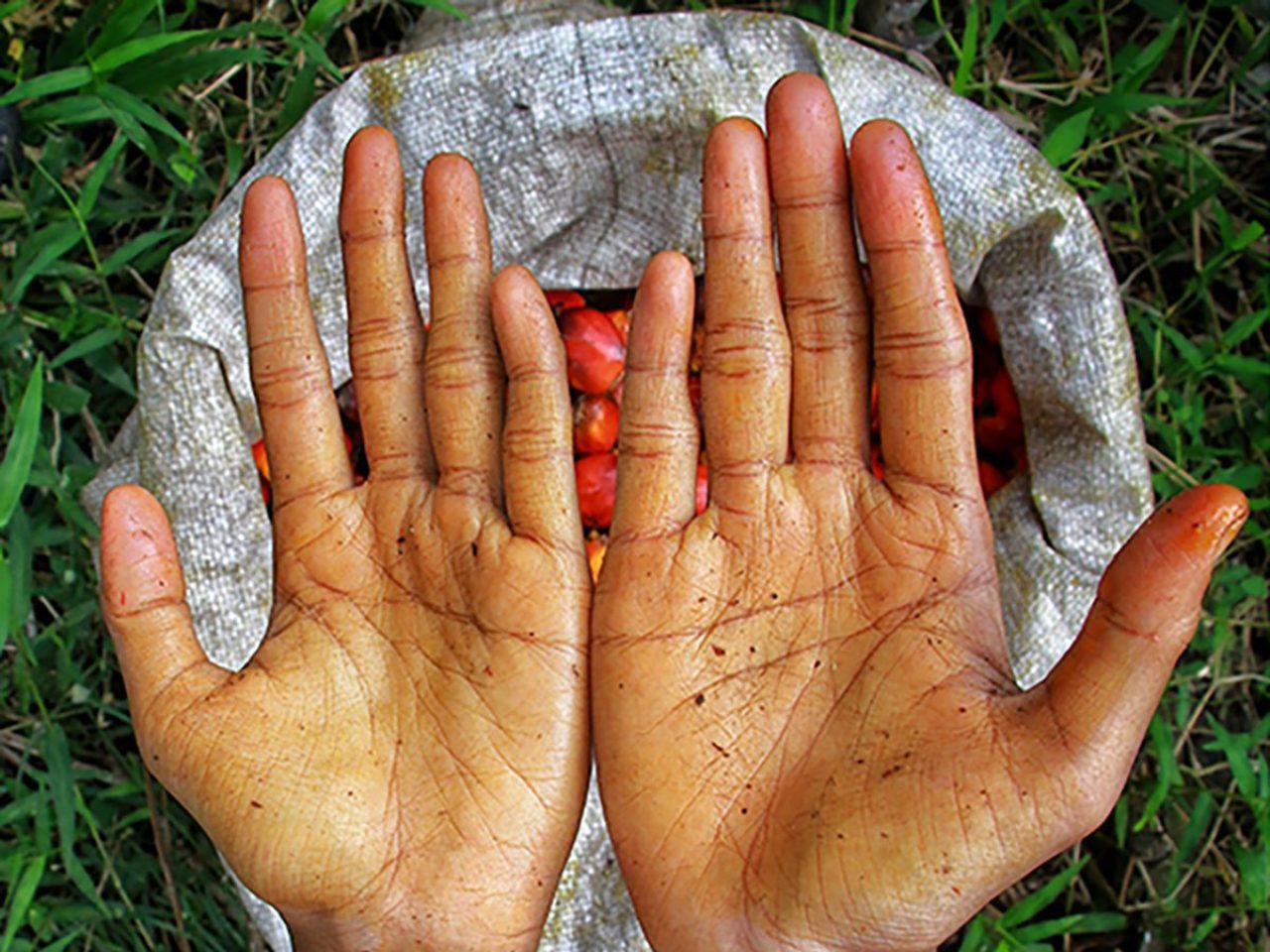 The wives of oil palm workers collect loose palm fruits with their bare hands to help their husbands meet harvest targets set by the company. (Project M/Mafa Yulie Ramadhani)